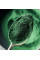 Спіруліна у порошку, 100 г, TOP SPIRULINA, замовити онлайн, купити у м. Рівне